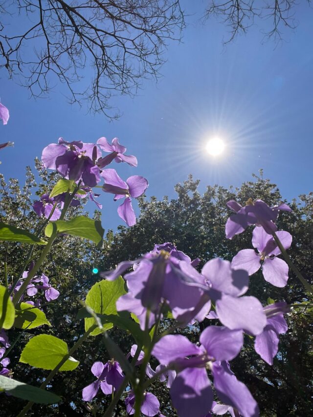 晴天に恵まれて、
小金井公園を少し散歩してきました♪
桜は八重桜に変わり
まだまだ淡いピンクと欅の萌黄色が
お日様に映えて綺麗でした♫

#桜
#大根草
#散歩
#お日様
